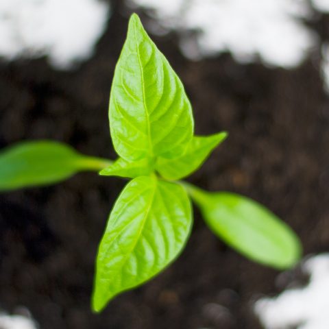 OECD-rapport lyfter fram Mistras strategiska miljösatsningar