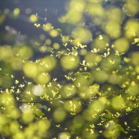 Två nya ansikten på Mistra