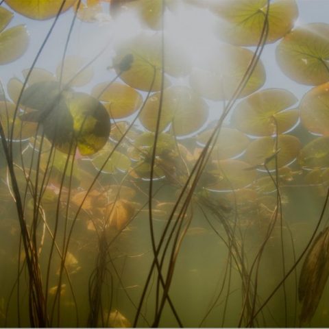 Presentation av nya styrelsemedlemmar