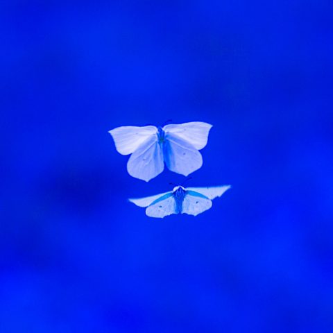 100 MSEK till forskning om biologisk mångfald och det finansiella systemet