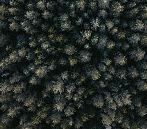 Mistra Digital Forest får fortsatt finansiering – forskning om hållbar bioekonomi