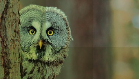 Mistra lanserar ny strategi fram till 2030