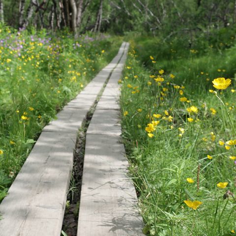 Mistra Biopath får fortsatt finansiering – 50 MSEK till forskning om biologisk mångfald och det finansiella systemet