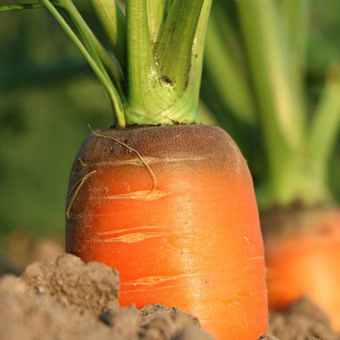 Mistra Food Futures utvecklar framtidens hållbara livsmedelssystem