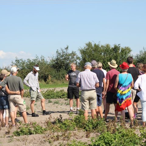 Konsumenter mer positiva till GM-grödor efter fältbesök