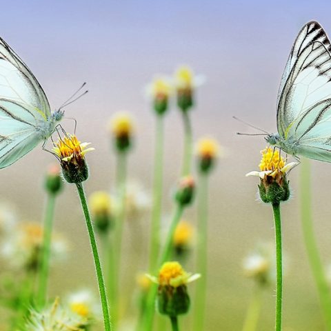 Mistras utlysning inspirerar forskning i Storbritannien