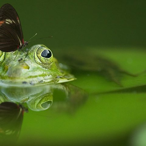 ”Hur blir den finansiella sektorn mer biologisk mångfald-positiv?”