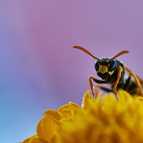 Mistra planerar utlysningar inom biologisk mångfald och hav