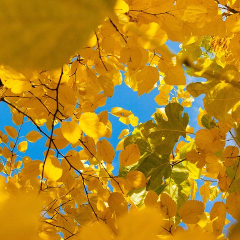 Nygammal ekonomichef tillbaka på Mistra