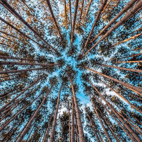 Betydelsen av forskning – Intervjuer med Mistras programchefer