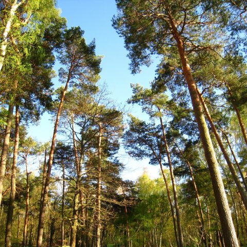 Tvärvetenskapen gjorde naturvetaren Annika till en klokare person