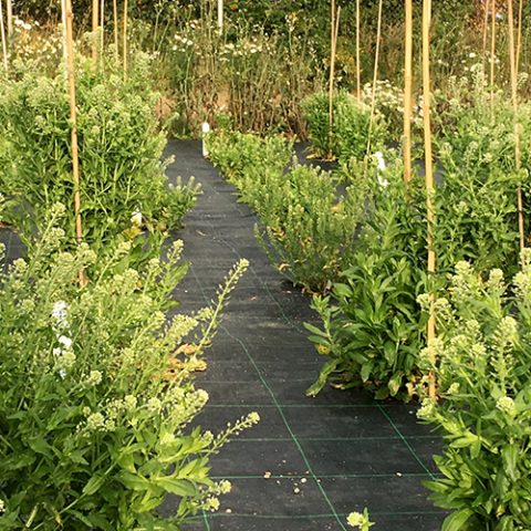 Fältkrassing kan kanske ersätta soja i djurfoder