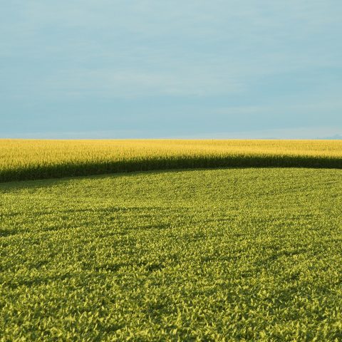 Studie undersöker ekonomin runt nya genomredigerade växter