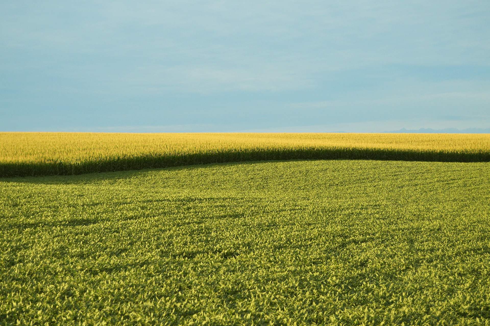 EU-kommissionen diskuterar ett lagförslag där nya genomiska tekniker undantas GMO-lagstiftningen.