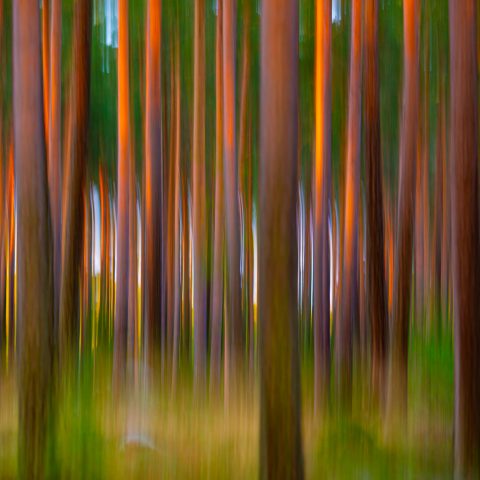 Biologisk mångfald under lupp på Mistras jubileumsseminarium i Lund