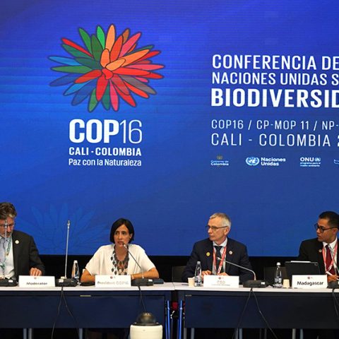 Mistra FinBio och Mistra BIOPATH bevakar COP 16