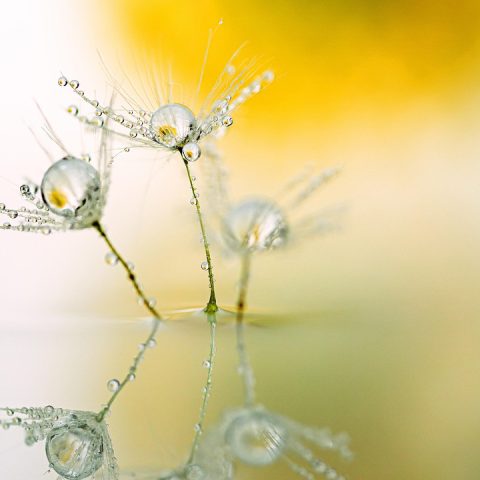 Mistras nya utlysning – 40 MSEK till forskningsprogram om naturrestaurering