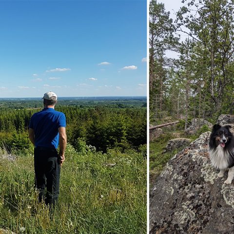 Så kan skogens sociala värden integreras i skogsbruket
